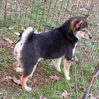 Lacey Mae, a female Shiba Inu for sale in Spraggs, PA – Photo 3 of 6