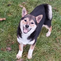 Lacey Mae, a female Shiba Inu for sale in Spraggs, PA – Photo 1 of 6