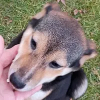 Lacey Mae, a female Shiba Inu for sale in Spraggs, PA – Photo 5 of 6