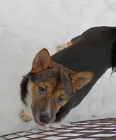 Lacey , a female Shiba Inu for sale in Spraggs, PA – Photo 4 of 4