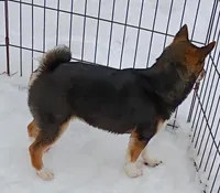 Lacey , a female Shiba Inu for sale in Spraggs, PA – Photo 2 of 4