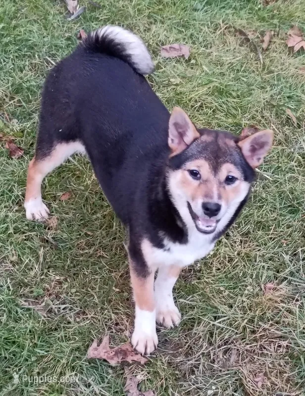 Lacey – Shiba Inu puppy for sale in Spraggs, PA