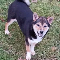 Lacey Mae, a female Shiba Inu for sale in Spraggs, PA – Photo 2 of 6