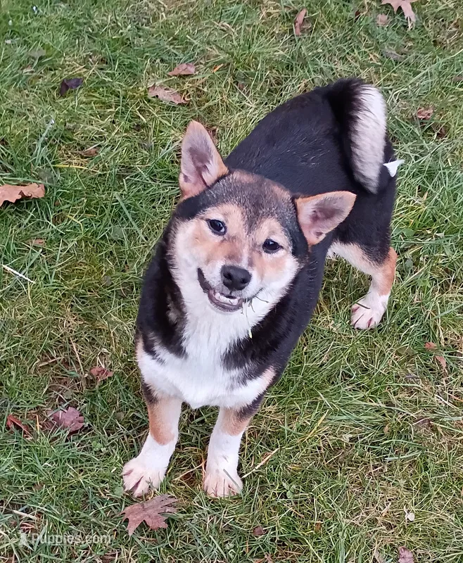 Lacey May – Shiba Inu puppy for sale in Spraggs, PA