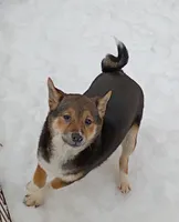 Lacey , a female Shiba Inu for sale in Spraggs, PA – Photo 3 of 4