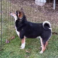 Lacey Mae, a female Shiba Inu for sale in Spraggs, PA – Photo 4 of 6