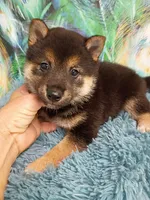 Black and tan , a male Shiba Inu for sale in Spraggs, PA – 4 of 5