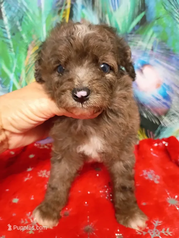 Mini Boy – Miniature Aussiedoodle puppy for sale in Spraggs, PA