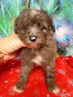 Mini blue eyes Boy, a male Miniature Aussiedoodle for sale in Spraggs, PA – 5 of 7