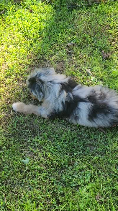 Small mini Blueboy Ready now !, a male Miniature Aussiedoodle for sale in Spraggs, PA – 9 of 9