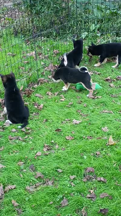 Black sesame Ready now, a female Shiba Inu for sale in Spraggs, PA – 6 of 7