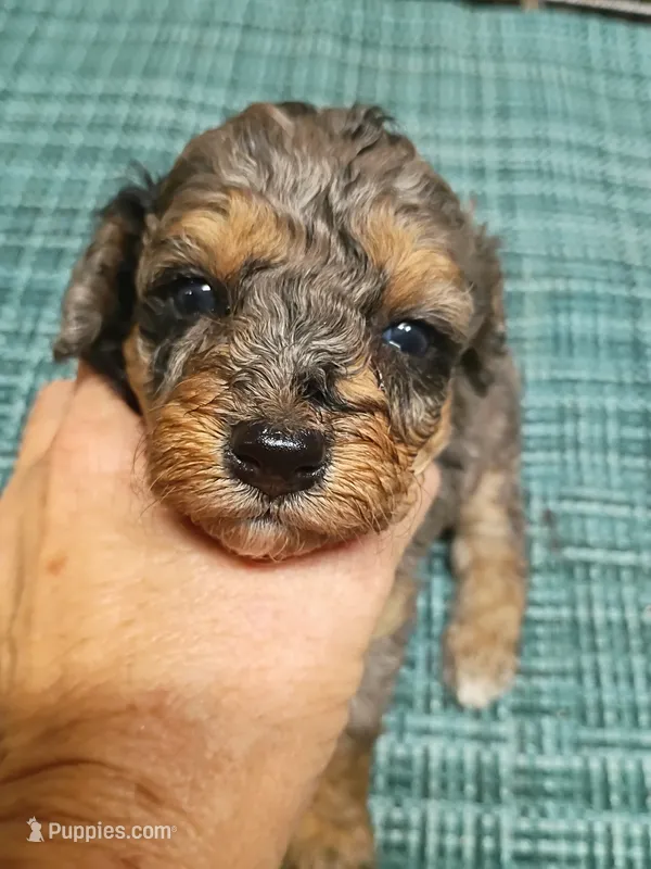 Sweet little Toy  – Miniature Aussiedoodle puppy for sale in Spraggs, PA
