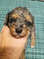 Sweet girl , a female Miniature Aussiedoodle for sale in Spraggs, PA – 7 of 8