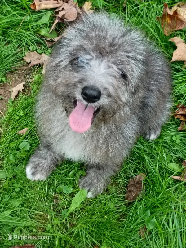 Small Mini blue eyes  – Miniature Aussiedoodle puppy for sale in Spraggs, PA