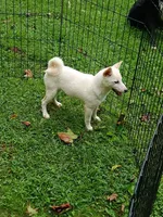Small Cream boy reduced 9 lbs , a male Shiba Inu for sale in Spraggs, PA – 5 of 7
