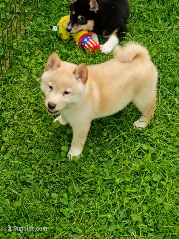 Butterscotch  – Shiba Inu puppy for sale in Spraggs, PA