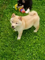 Butterscotch , a male Shiba Inu for sale in Spraggs, PA – 1 of 6
