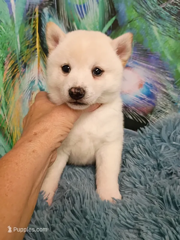 Runt Cream boy – Shiba Inu puppy for sale in Spraggs, PA
