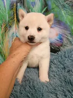 Runt Cream boy, a male Shiba Inu for sale in Spraggs, PA – 1 of 5