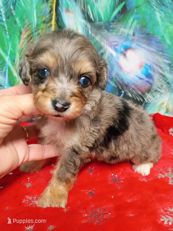  Aussie Doodle girl – Miniature Aussiedoodle puppy on hold in Spraggs, PA