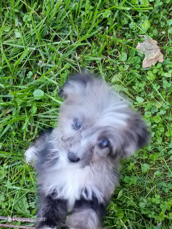 Toy Aussie Doodle girl Ready ! Quite small – Poodle - Toy , Toy Australian Shepherd puppy for sale in Spraggs, PA