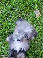 Toy Aussie Doodle girl Ready !, a female Poodle - Toy  and Toy Australian Shepherd for sale in Spraggs, PA – 4 of 9