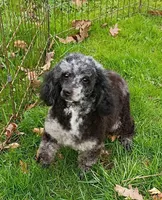  💯 Cleared, Proven , a female Poodle - Toy  for sale in Spraggs, PA – Photo 3 of 10