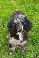  💯 Cleared, Proven , a female Poodle - Toy  for sale in Spraggs, PA – Photo 2 of 10