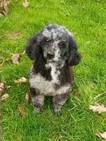  💯 Cleared, Proven , a female Poodle - Toy  for sale in Spraggs, PA – Photo 8 of 10