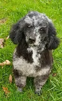  💯 Cleared, Proven , a female Poodle - Toy  for sale in Spraggs, PA – Photo 7 of 10