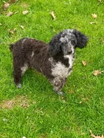  💯 Cleared, Proven , a female Poodle - Toy  for sale in Spraggs, PA – Photo 9 of 10