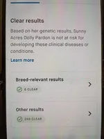  💯 Cleared, Proven , a female Poodle - Toy  for sale in Spraggs, PA – Photo 10 of 10