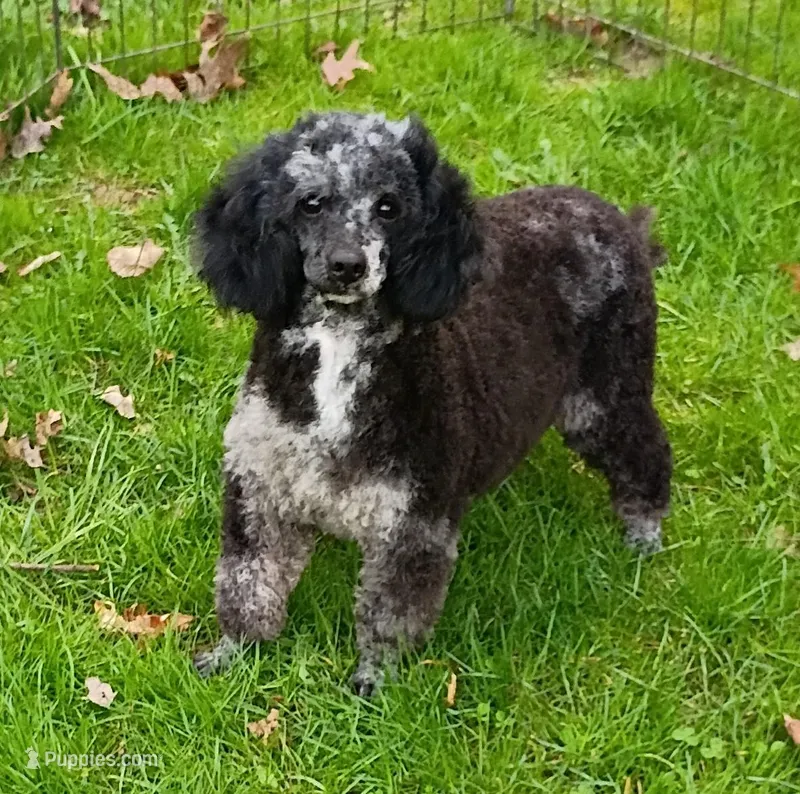  💯 Cleared, Proven  – Poodle - Toy  puppy for sale in Spraggs, PA