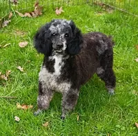  💯 Cleared, Proven , a female Poodle - Toy  for sale in Spraggs, PA – Photo 1 of 10