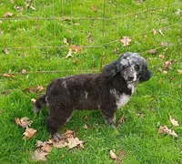  💯 Cleared, Proven , a female Poodle - Toy  for sale in Spraggs, PA – Photo 6 of 10