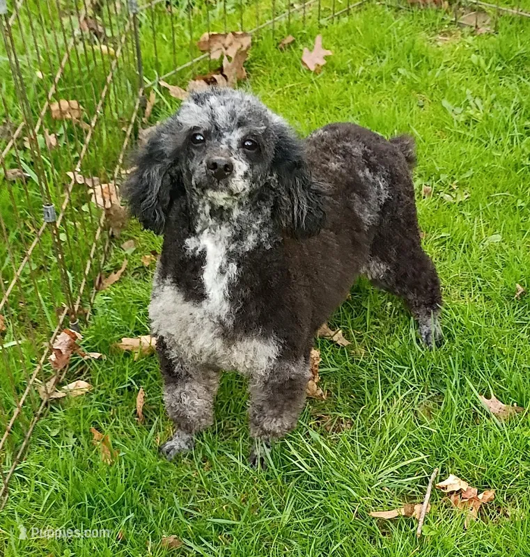  💯 Cleared, Proven ! – Poodle - Toy  puppy for sale in Spraggs, PA