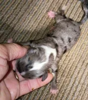 Toy Aussie doodle , a female Miniature Aussiedoodle for sale in Spraggs, PA – 1 of 2