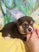 Ready October 20th, a female Shiba Inu for sale in Spraggs, PA – 6 of 9