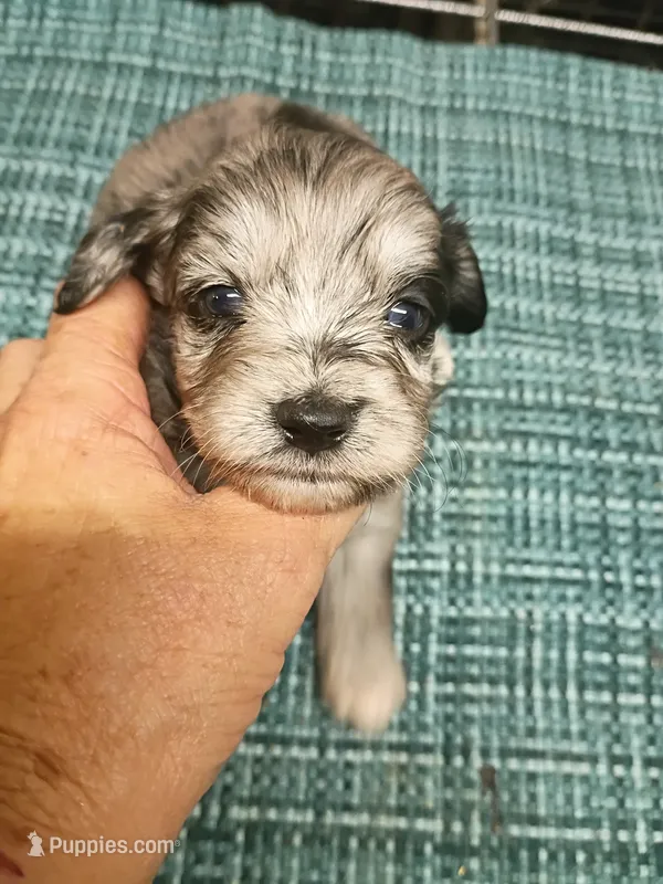 Toy Blue – Miniature Aussiedoodle puppy for sale in Spraggs, PA