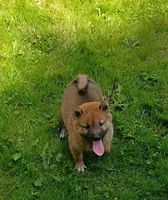 Red Sesame. Ready now !, a male Shiba Inu for sale in Spraggs, PA – 2 of 9