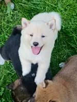 Cream little. Ready now !, a male Shiba Inu for sale in Spraggs, PA – 4 of 9