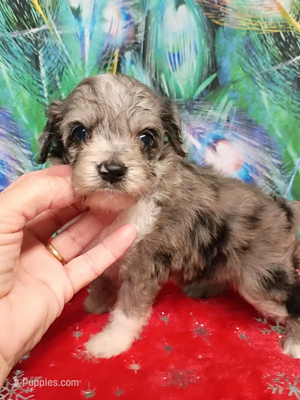 Toy Aussie doodle – Miniature Aussiedoodle puppy for sale in Spraggs, PA