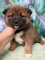 Puppy girl. Coco, a female Shiba Inu for sale in Spraggs, PA – 3 of 6