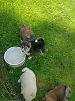 Black sesame, Ready now  !, a female Shiba Inu for sale in Spraggs, PA – 2 of 8