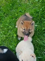 Red Sesame. Ready now !, a male Shiba Inu for sale in Spraggs, PA – 3 of 9