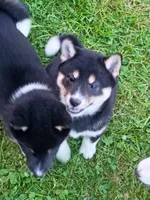 Toy Girl, a female Shiba Inu for sale in Spraggs, PA – 5 of 8