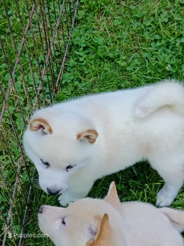 SugarPop – Shiba Inu puppy for sale in Spraggs, PA