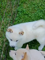 SugarPop, a male Shiba Inu for sale in Spraggs, PA – 3 of 9