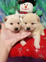 Green Carmel puppy !!!, a male Shiba Inu for sale in Spraggs, PA – Photo 7 of 9