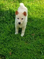 Carmel Apple ! Ready to go !, a male Shiba Inu for sale in Spraggs, PA – Photo 4 of 9